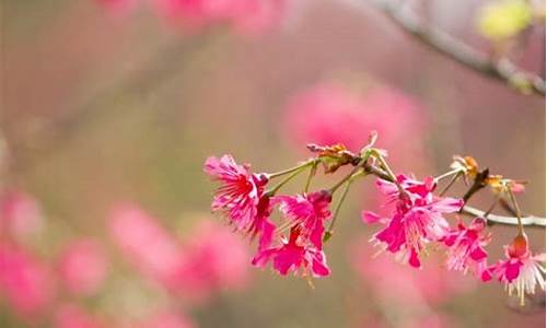 花楹是什么植物_南枝北枝