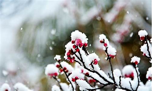 傲霜斗雪什么意思_傲霜斗雪